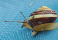 Cepaea-sp